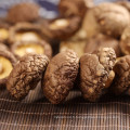 Champignon de champignon séché déshydraté bio halal